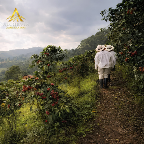 Tour del Café Antioquia